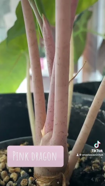 PINK DRAGON 💕| Проросла луковичка | АЛОКАЗИЯ ПИНК ДРАКОН #plants # ...