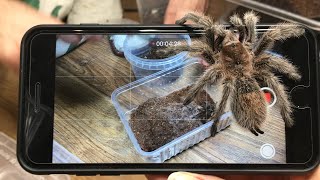 Кормление, Котя, "ручные" пауки. Feeding tarantulas