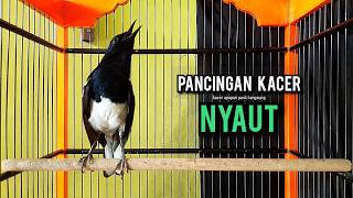 SUARA BURUNG kacer gacor NGEPLONG tarung konslet ini ampuh buat PANCINGAN KACER agar EMOSI NYAUT