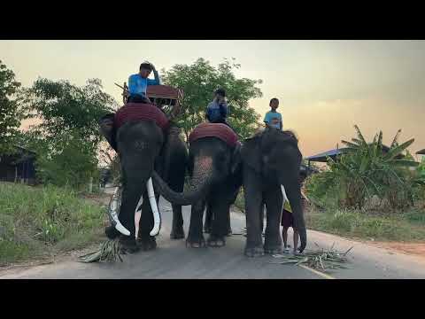 การถ่ายทอดสดของ Elephant Thailand