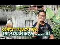 Ampuh! Cara Mengatasi Burung Cendet Pilek Agar Cepat Sembuh