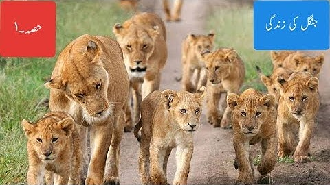 Class-9th Lesson-9  Jangal ki Zindagi (Part-1)     ( جنگل کی زندگی (حصہ -1