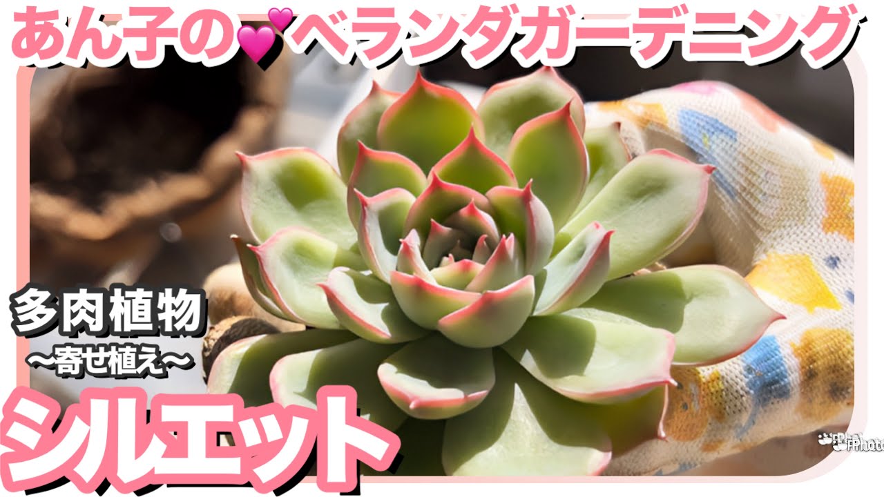 11/9 🩷シルエットの魅力🥰【多肉植物】【ガーデニング】【ベランダ