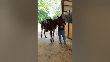 Bubba bridle and unbridle- ear shy