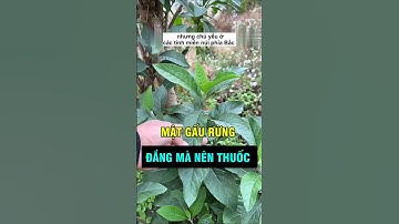 Loại cây "đắng" nhưng giã tật, tốt cho gan và xương khớp. #khahanhtaybactv #taybactv