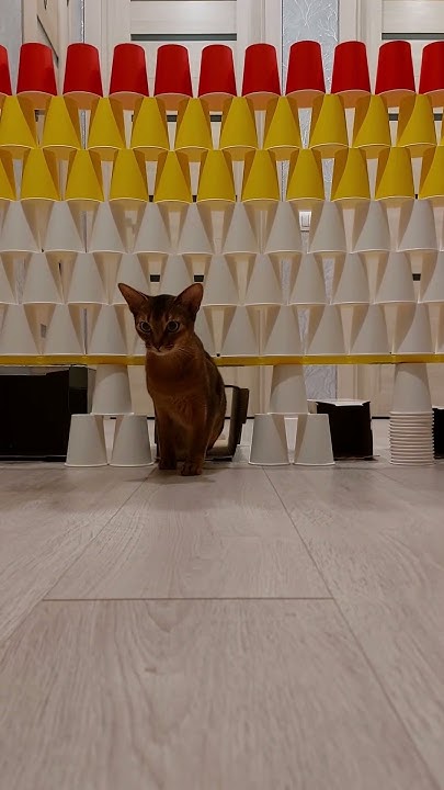 will-my-cat-be-able-to-do-it-cat-cats-youtube