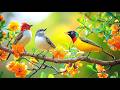 Deep Office Escape Birdsong Piano For Peak Productivity