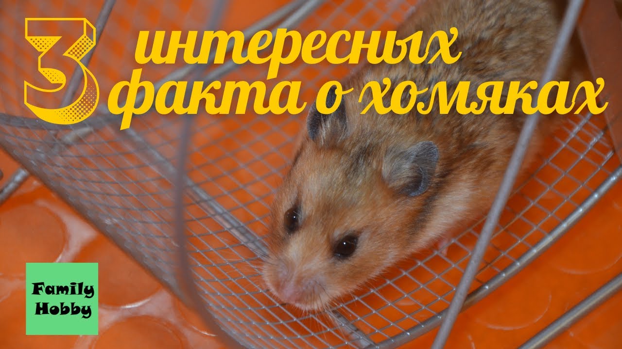 Сирийский хомяк 🐹 Интересные факты о хомяках