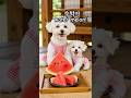 👉아가 뽀숑이의 수박🍉🐶🐶🍉 #shorts #bichonfrise #비숑쿠킹