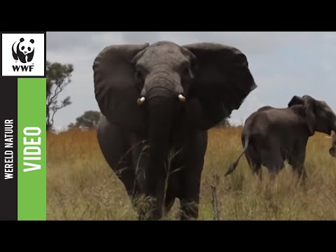 Hoe herken je een Afrikaanse olifant?