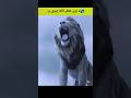 د نړی خطر ناکه زمری The World S Most Dangerous Lion د نړی خطر ناکه زمری The World S Most Dangerous Lion