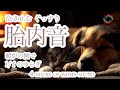 【夜泣き専用】赤ちゃんが泣き止む！寝かしつけ胎内音3時間【暖炉の側で編】（焚き火）Baby stops crying! Sleeping womb sound 3 hours [ASMR]＃寶寶音樂