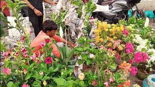 Kolkata Flower Plants Market Visit | Beli Flower Jasmine Gandharaj Bougainvillea Plants. by Bangla No. 1 1,060 views 1 month ago 3 minutes, 19 seconds