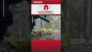 Hati hati jika kalian pergi kehutan dan bertemu dengan lumpur ini#shorts #information #hutan #fyp