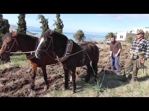 Βίντεο: Άροτρο: τι είναι; Αγροτεχνικές απαιτήσεις για το όργωμα. Πώς να οργώσετε τη γη; Φύτευση όργωμα και άλλα είδη, καλλιεργήσιμα εργαλεία