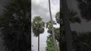 green nature and trees 🌴 - world_photos_and_videos_by_pjss