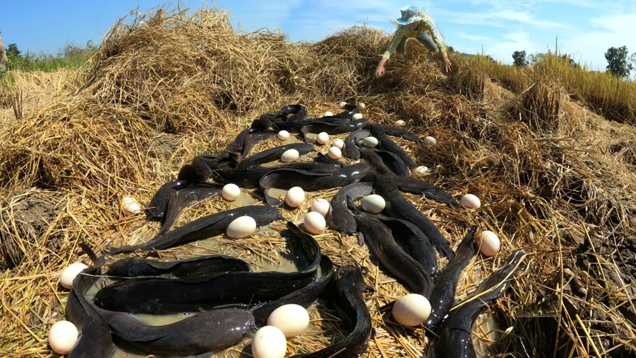 Picking duck eggs will catch a lot of fish through the straw in the rice fields.