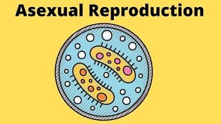 Asexual reproduction Vegetative propergation Fragmentation Budding Spore formation screenshot 5