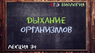 Л.34 | ДЫХАНИЕ ОРГАНИЗМОВ | ОБЩАЯ БИОЛОГИЯ ЕГЭ