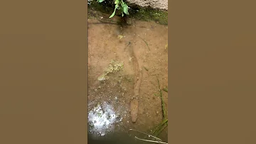 Top Viral Amazing Fishing Eel Fishing From Hole Using Hook TIK TOK 