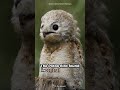 This Bird Can Disappear in Plain Sight 🤯 #potoobird #weirdanimals #amazinganimals #animalfacts