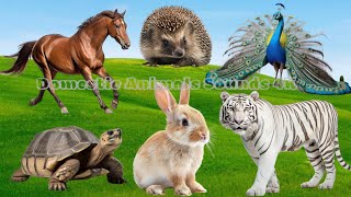 Funny animals, animals sounds: Rhino, Cat, Elephant, Bird, Gorilla, Butterfly | Animal Moments