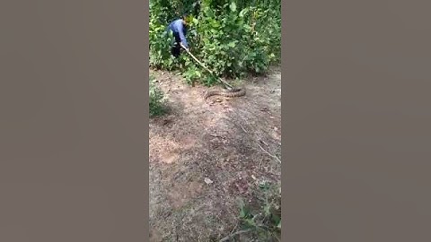 Anaconda?Ajgar? Rock Python? Attack Catch. Big Heavy Snake In Indian Jungle And Release Safely.