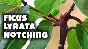 NOTCHING Fiddle Leaf Fig Tree (Ficus Lyrata) 🌿🔪✂️ It Can Be Scary!