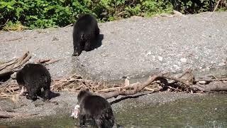 3 cubs looking for sow