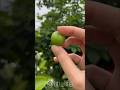 کندن گوجه سبز آلوچه از درخت کندن گوجه سبز آلوچه از درخت