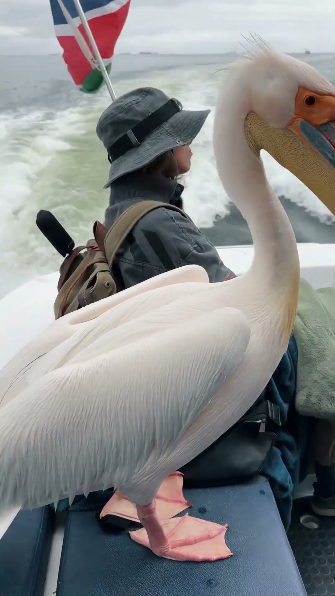 When a Seal and a Pelican Invaded Our Boat || ViralHog