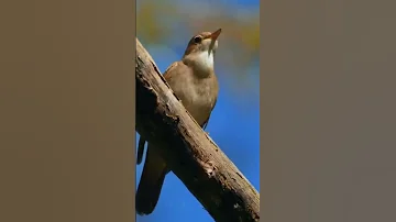 تغريد طائر الكاردينال الاحمر صوت عصفور الكاردينال الاحمر 
