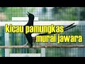 Murai Mbagong Seketika Langsung Ngamuk Mendengar Suara Pikat Burung Ini