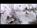 American Tree Sparrows and Snow Buntings at my feeders Feb 5th 2015