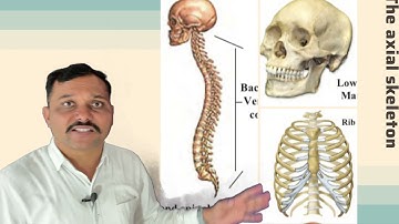 Std.6th|General science|chapter 8 Our skeletal system & the skin(Part-2)|Maharashtra state board
