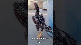 #Aseel#Just Shown#Chicks Available #SahiwalianBirdShop #Subscribe my YouTube channel for more update