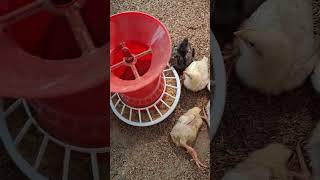 poultry zone Morning #exhause #exhaust #top #poultry #viral #agriculture #africa #syria #shortsviral