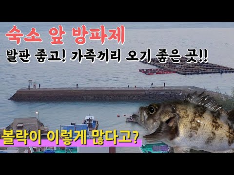 우연히 들린 숙소 앞에 어마어마한 개체의 볼락이...?