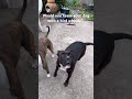 I’m guilty! Would you laugh at your dog?