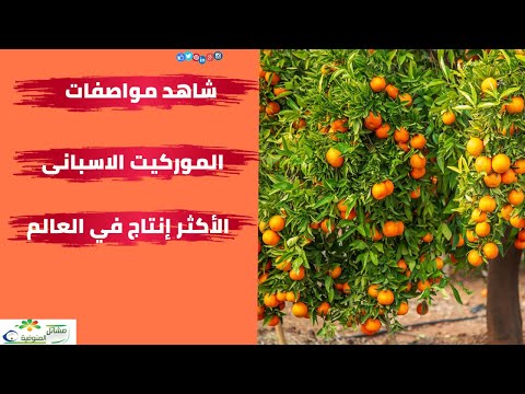 فيديو: أي نوع من اليوسفي تختار للعام الجديد