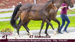 47 Mateusie Clicksem X Numero Uno