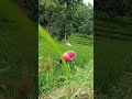 matun padi disawah #adayinmylife #reallife #shortvideo