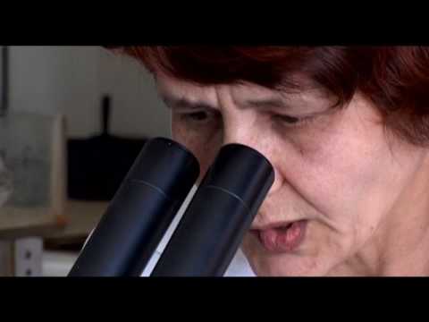 მთავარსარდალი - აზონი, ფარნავაზი