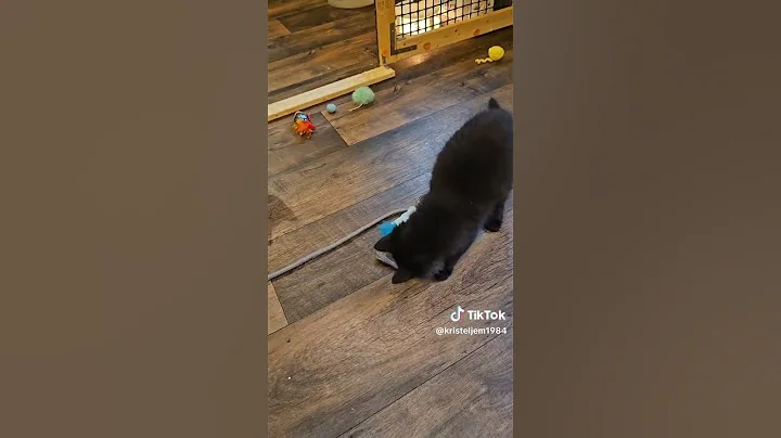 Video 5335061: coon cat kitten cute, maine coon cat kitten, coon cat kitten funny, cutest maine coon kittens, cat kitten play fun