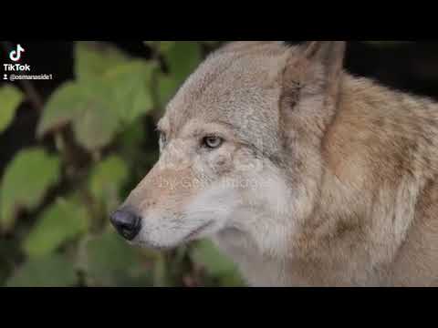 ربنا رب القلوب وهو علام الغيوب 