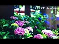 ほろり雨/水田かおり(カバ:麗卿)