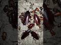 Big Cockroach Transformation Animaljourney Animals Amazingtransformations Nanacancer