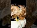 khalnayak #sunjaydutt #viralshort #eagle #armanbadshahkabutar #youtubeshorts #newsong
