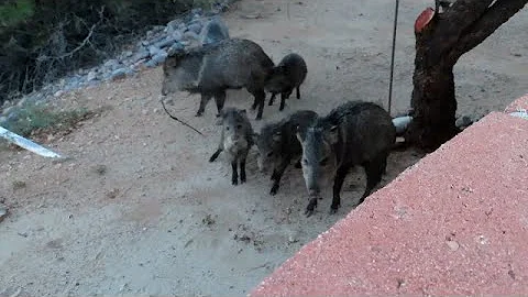 Super close up video of 10 Javelina including 3 ba...