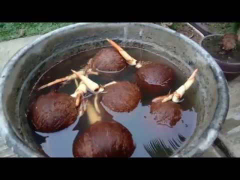 Meliarkan bahan bonsai  kelapa  YouTube